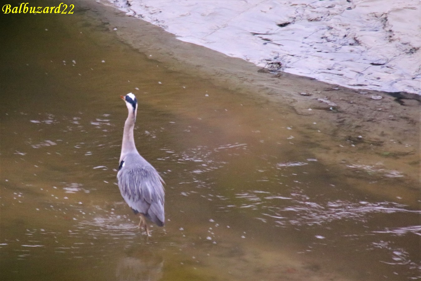 Héron cendré estuaire 17 Novembre 2018.jpg