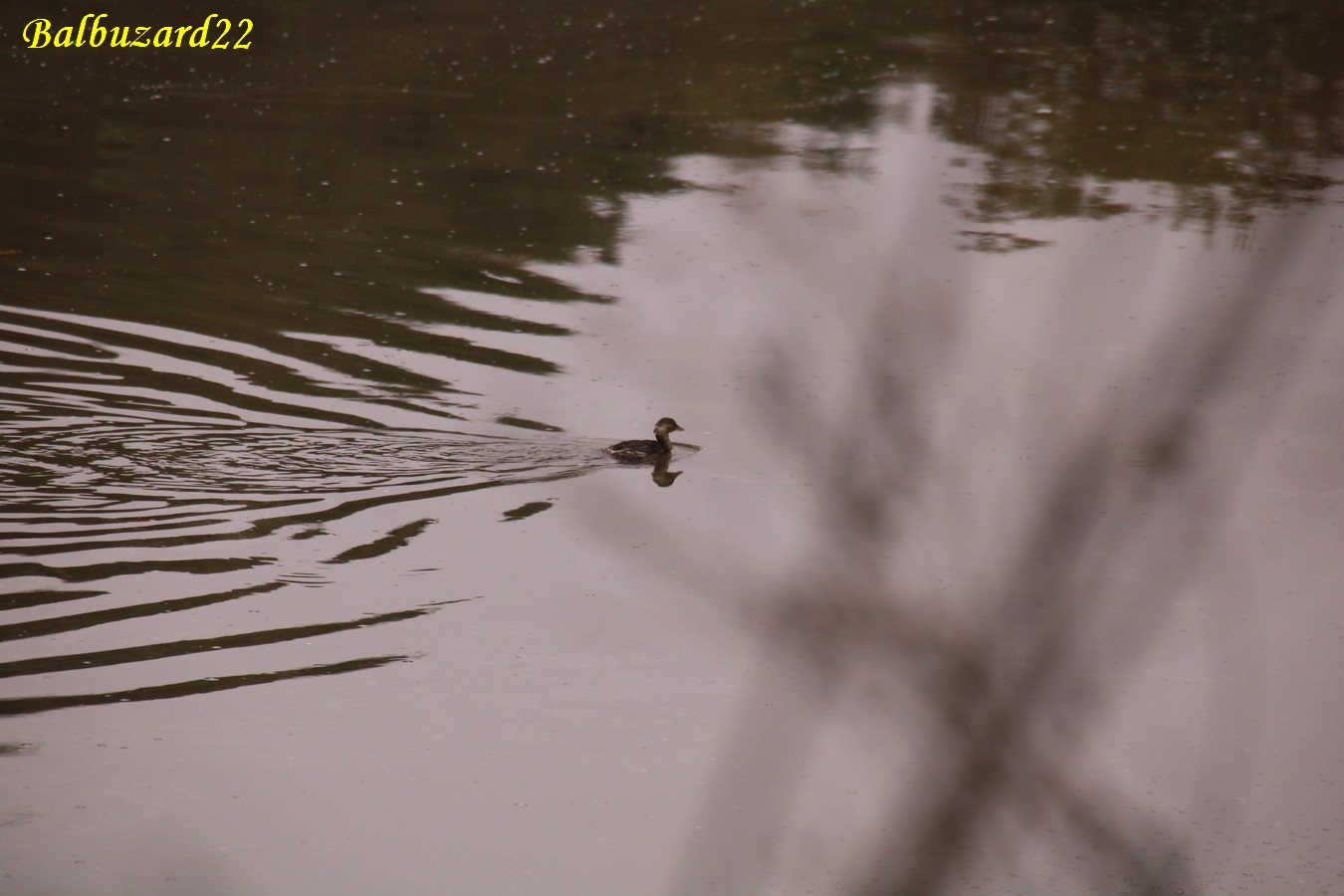 Grèbe Castagneux estuaire 17 Novembre 2018.jpg