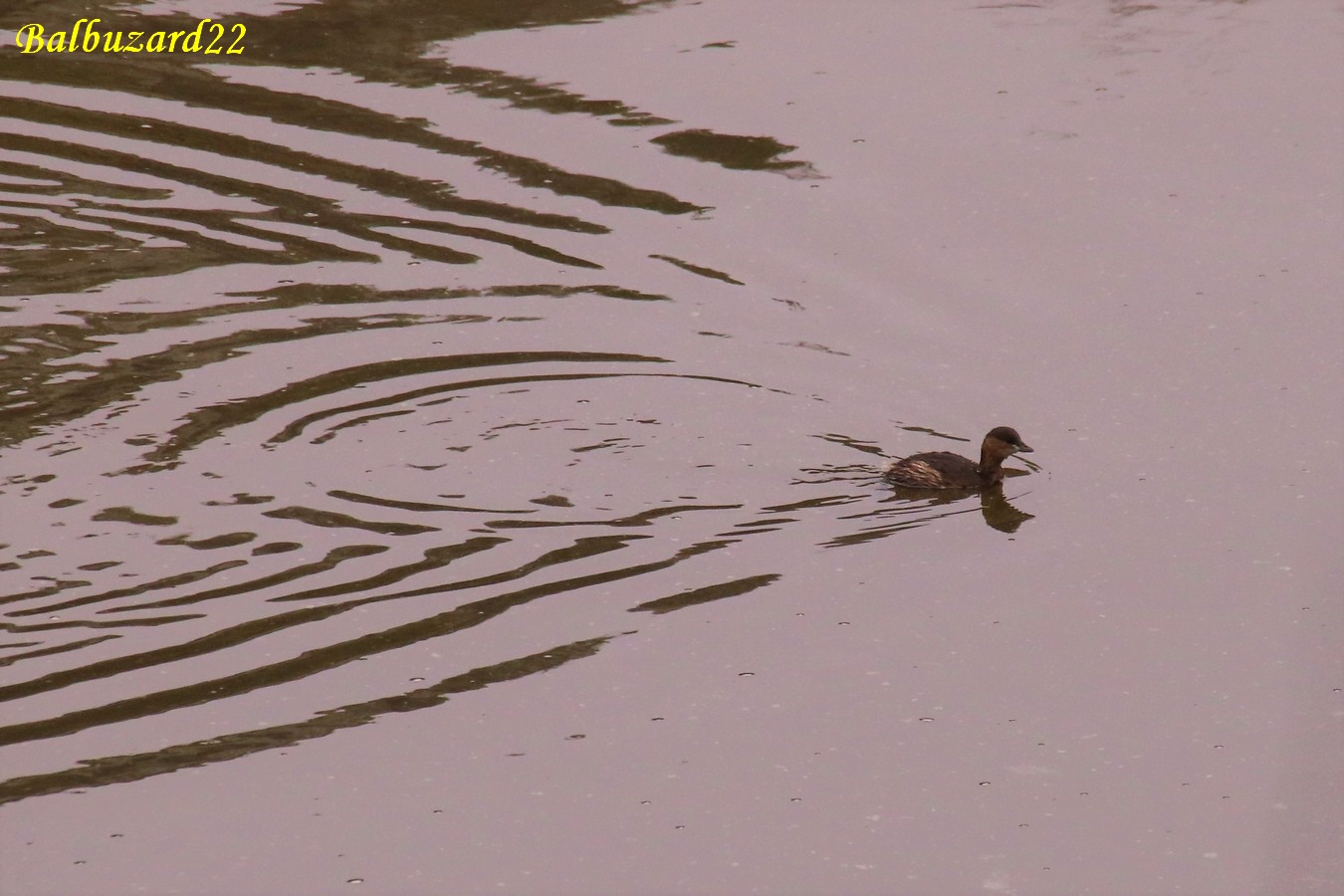 Grèbe castagneux estuaire 17 Novembre 2018 (2).jpg