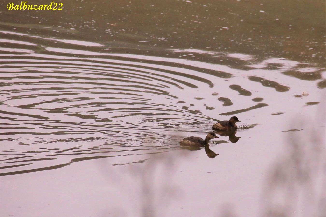 Grèbes Castagneux femelle et mâle estuaire 17 Novembre 2018.jpg