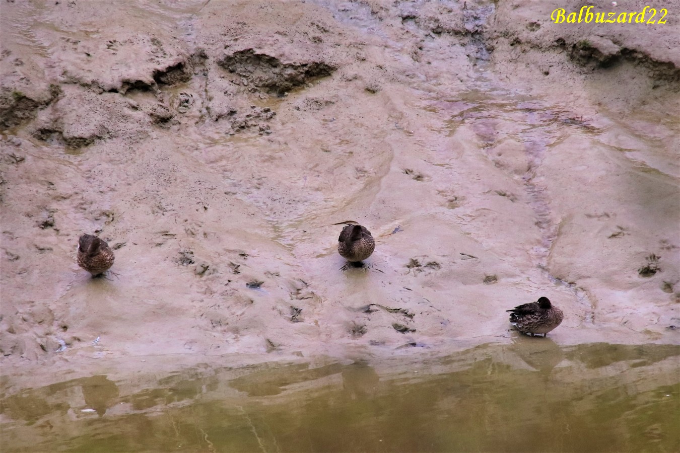 Sarcelles d'hiver femelles (1).jpg