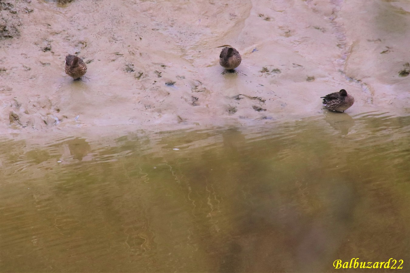 Sarcelles d'hiver femelles (2).jpg