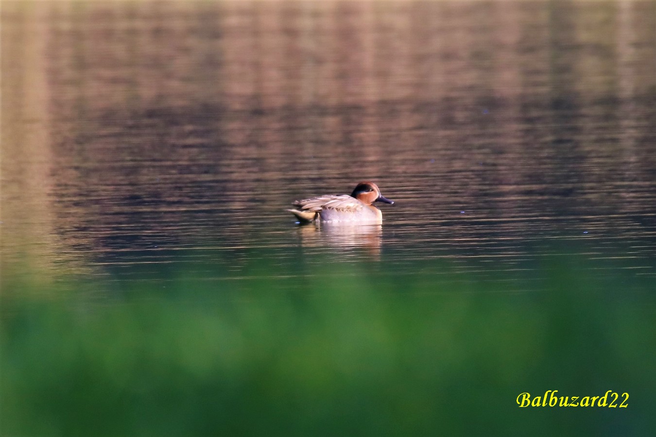 Mâle Sarcelle d'hiver en nuptial (2).jpg