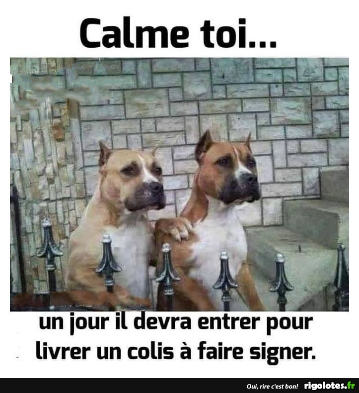 chien humour.jpg