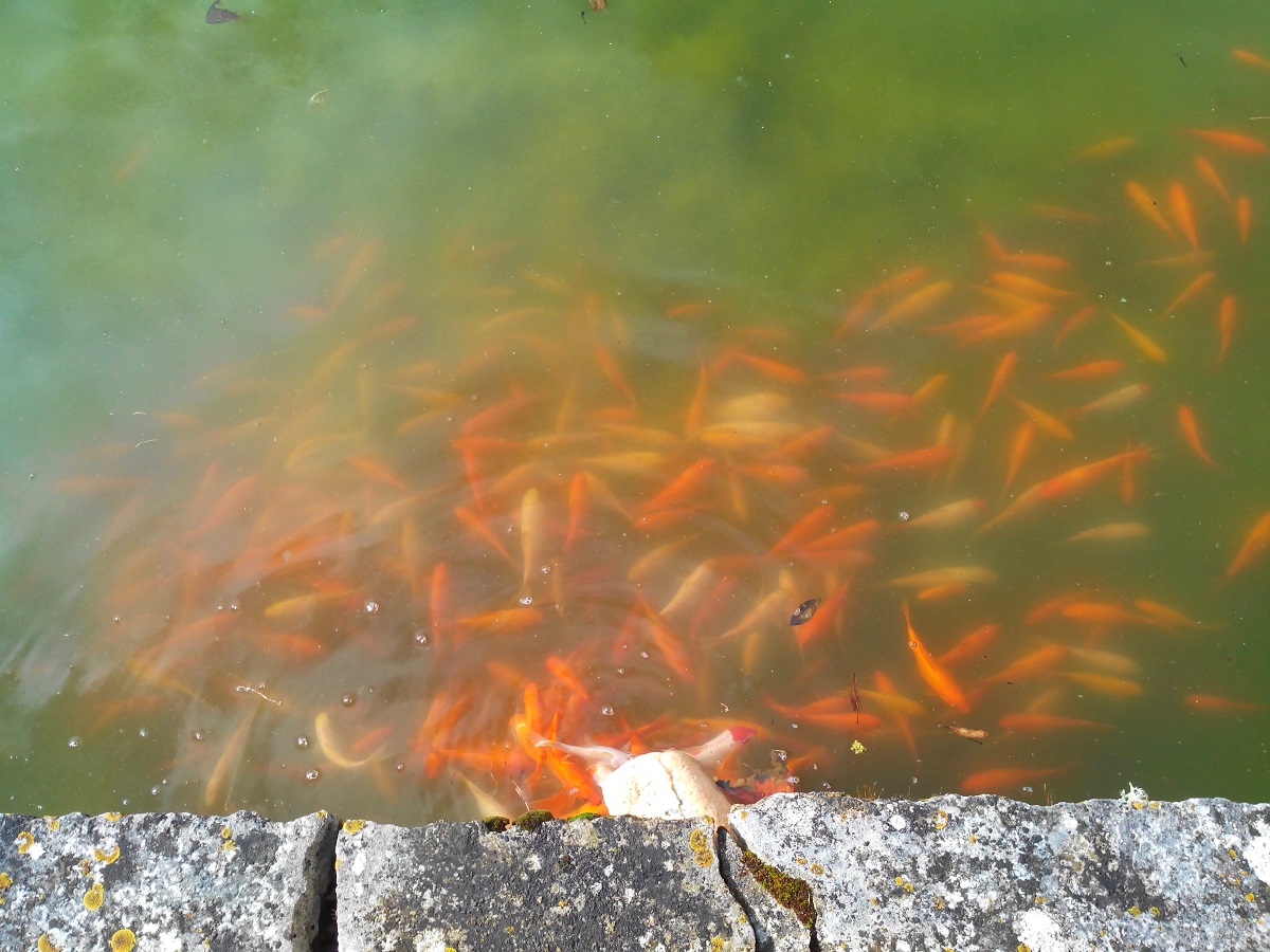 poissons rouges.jpg