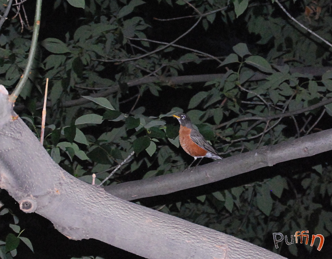 American Robin Turdus migratorius - Merle d'Amérique - longmont.JPG
