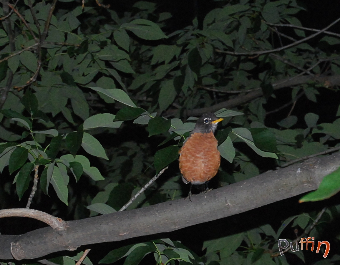 American Robin Turdus migratorius - Merle d'Amérique - longmont 2.JPG