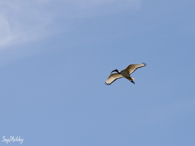 EO9A0632_GF.jpg