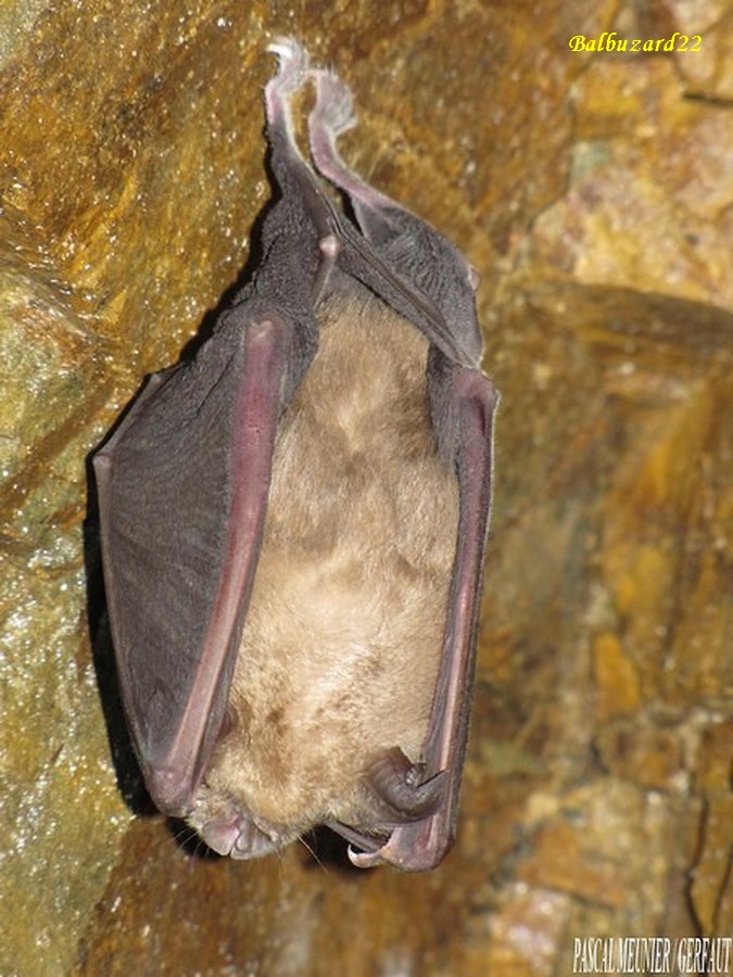 Galerie souterraine grand rhinolophe - Copie - Copie.jpg