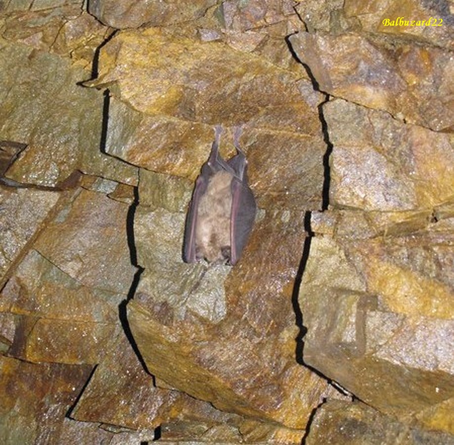 Galerie souterraine petit rhinolophe - Copie.jpg