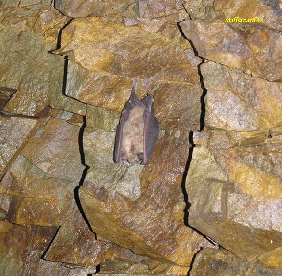 Galerie souterraine petit rhinolophe.jpg