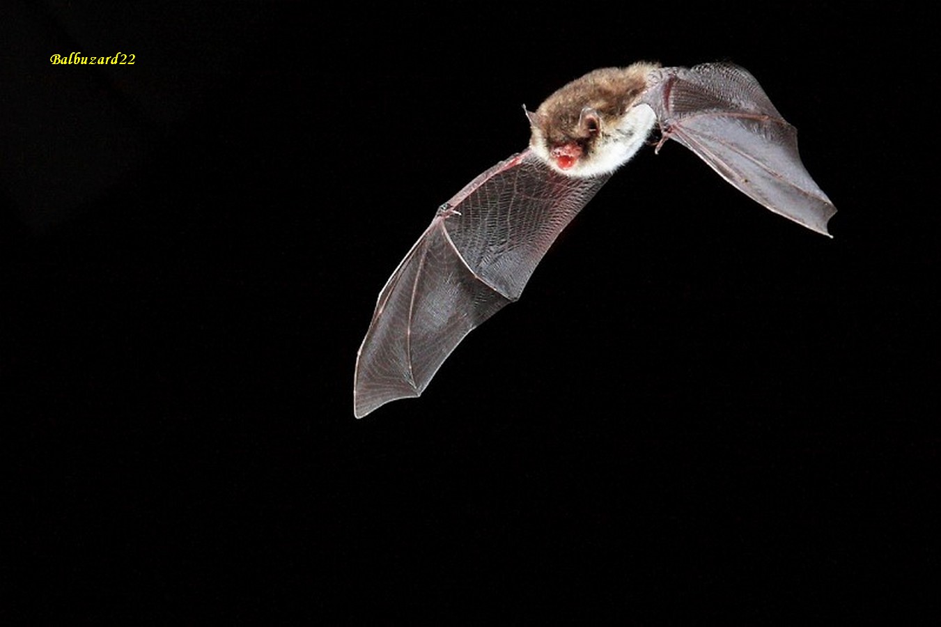 murinde natterer 1 - Copie.jpg