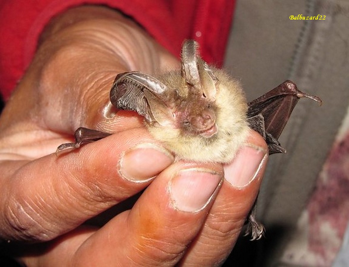 Oreillard commun ou gris - Copie - Copie.jpg