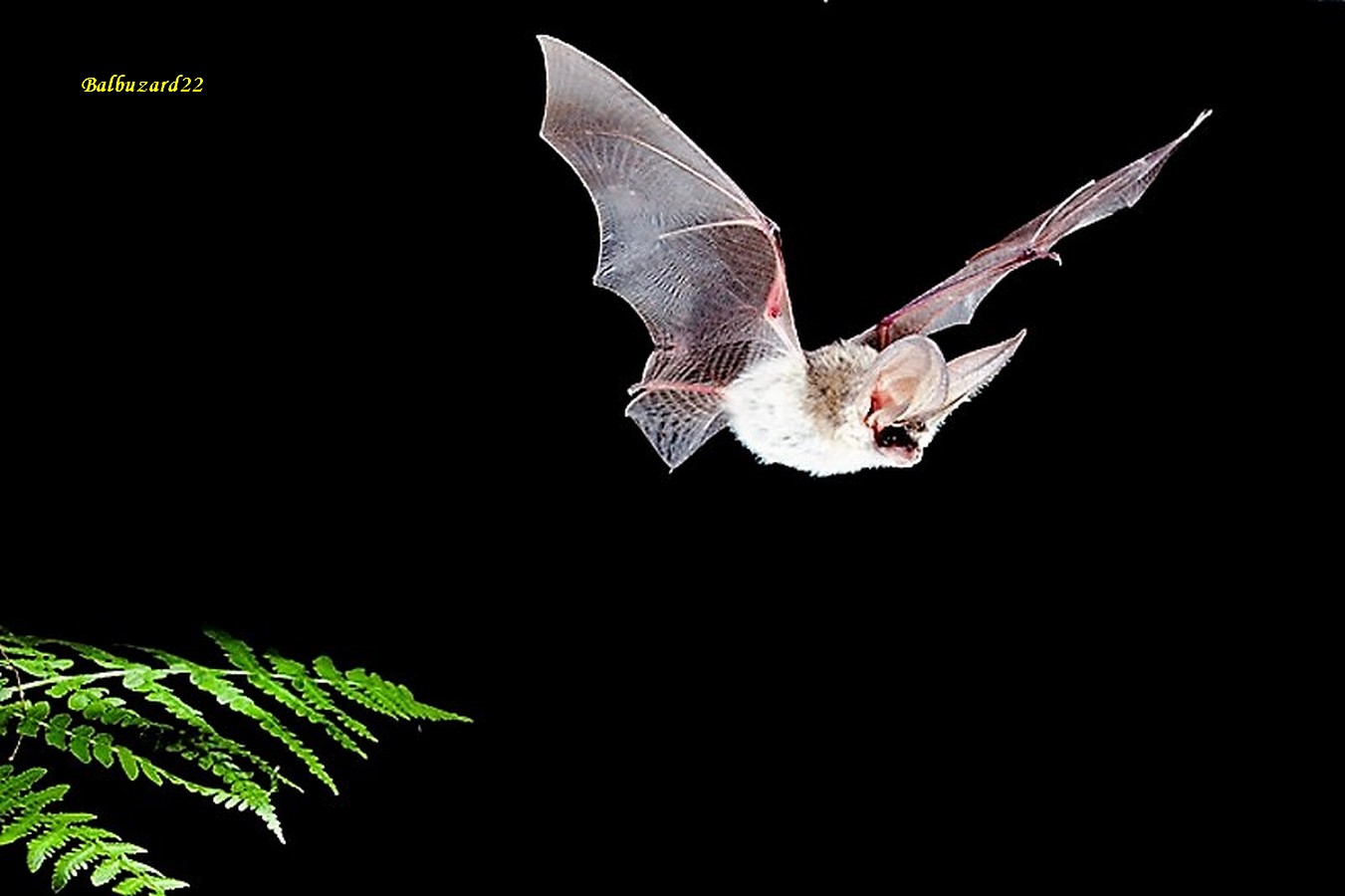 Oreillard Gris - Copie.jpg