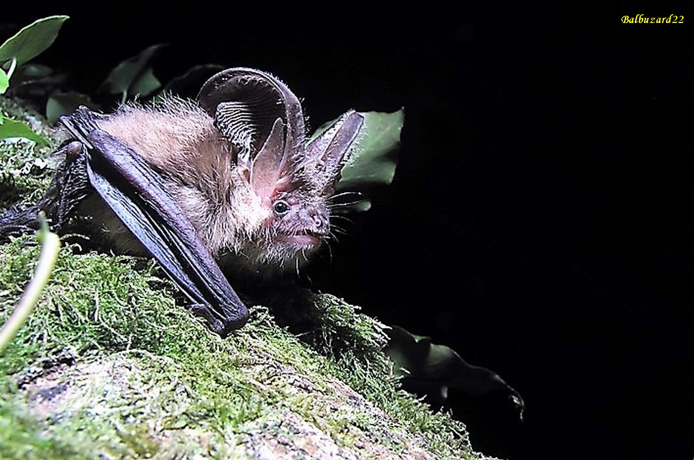 Oreillard Roux - Copie.jpg