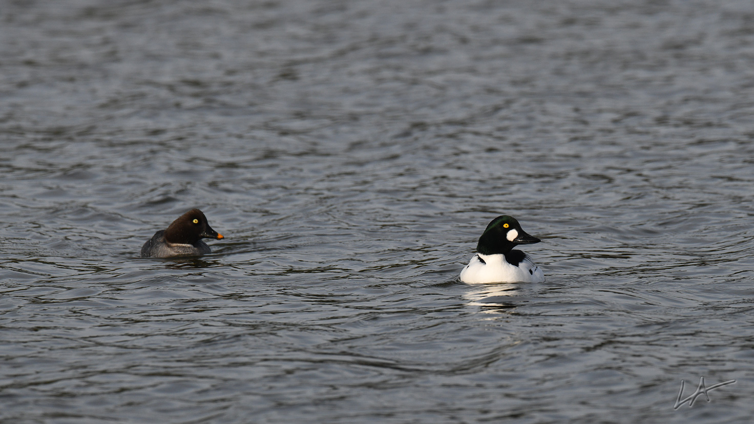 temp_2019-02-13mqt_DSC_0122.jpg