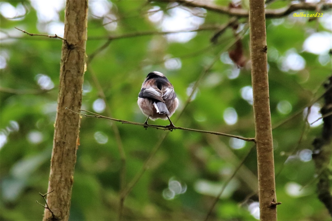 Mésange à longue-queue.jpg
