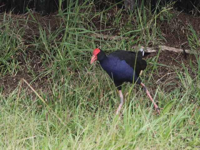 IMG_0549 (Copier) Pukeko ou poule sultane.JPG