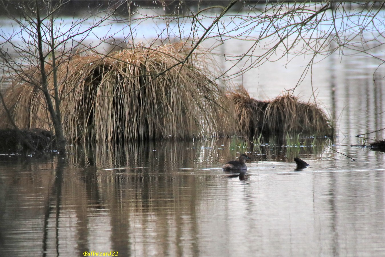 Grèbe castagneux (2).JPG
