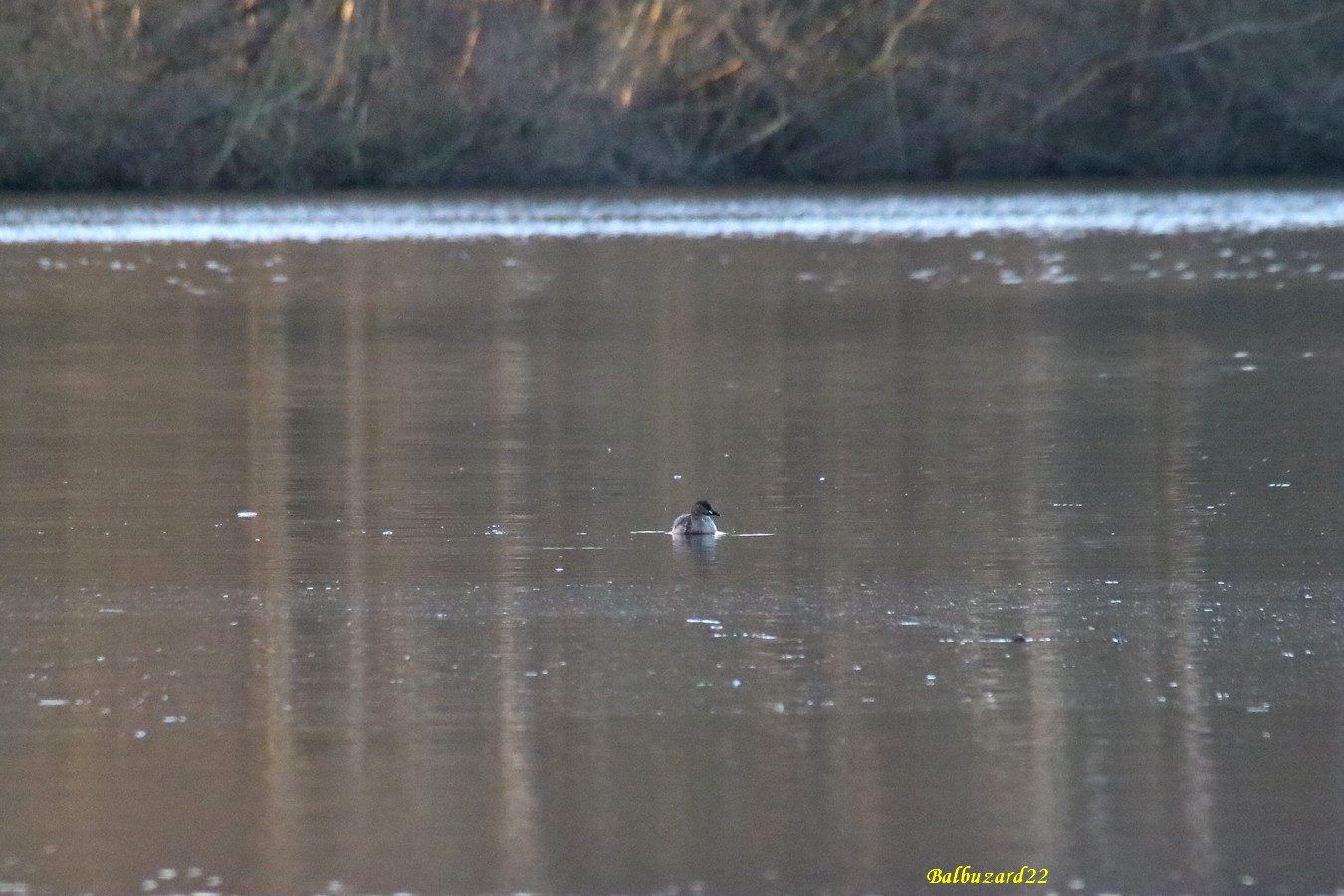 Grèbe castagneux.JPG