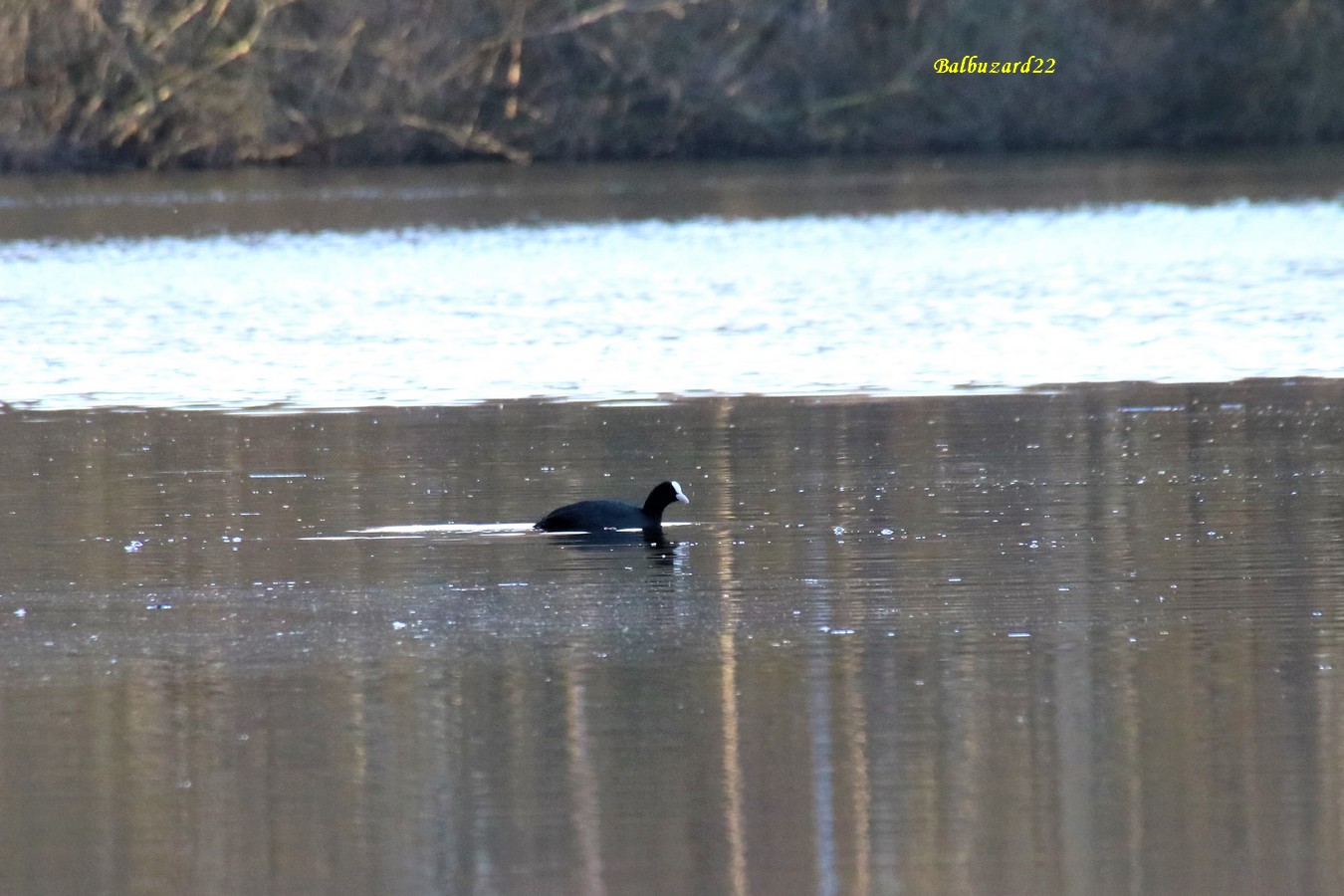 Foulque macroule.JPG