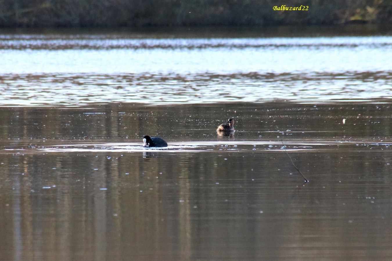 Foulque macroule grèbe castagneux.JPG