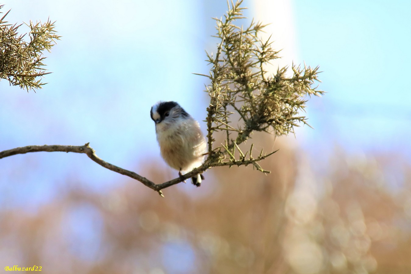 Mésange à longues queues (2).JPG