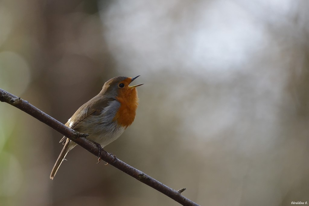 DSC_0307_filtered-001 (Copier).jpg