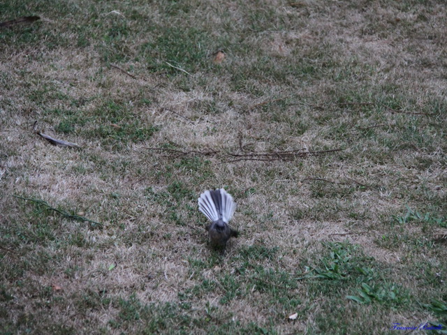 IMG_0217 (Copier)Fantail.JPG