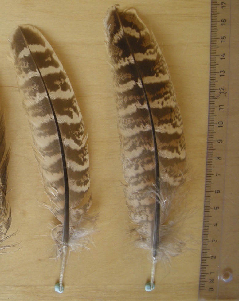 Celles-ci aussi et avec l'échelle, ca colle!<br /><br />http://forum.gobages.com/t/identification-de-plumes/893/15
