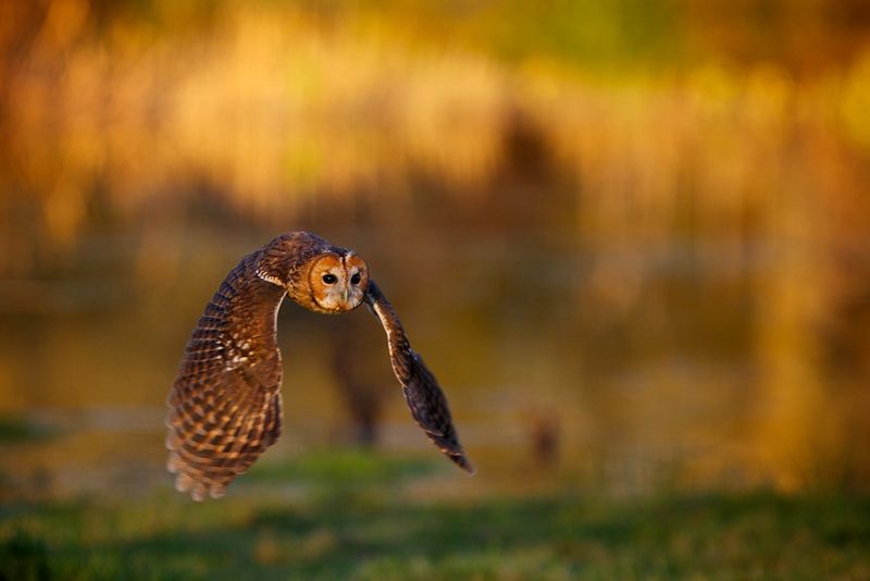 http://chouette-et-hibou.fr/wp-content/uploads/2013/07/Chouette-hulotte-01-Chouette-et-hibou.fr_.jpg