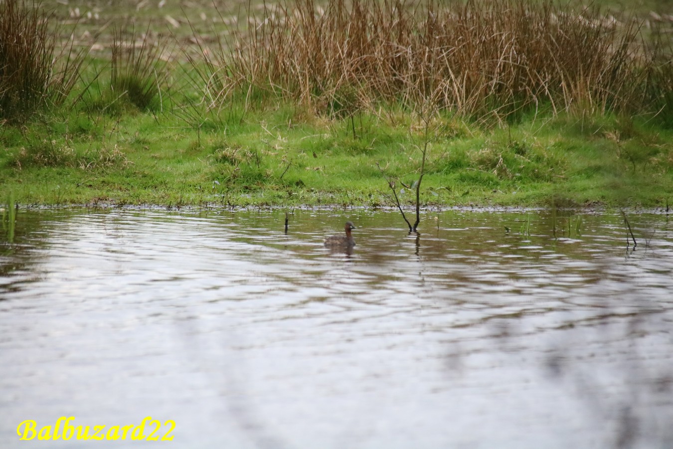 Grèbe castagneux mâle la Favière Samedi 16 Mars 2019.JPG