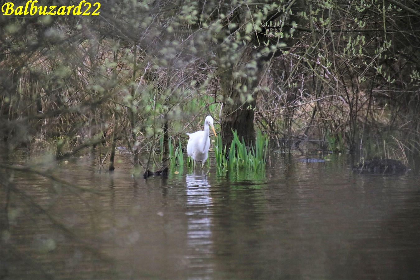 Grande Aigrette la Favière Samedi 16 Mars 2019.JPG