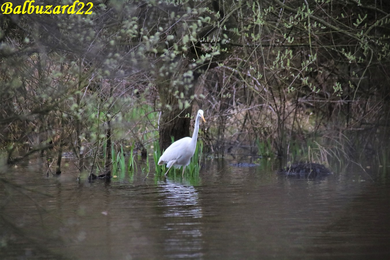 Grande Aigrette la Favière Samedi 16 Mars 2019 (2).JPG