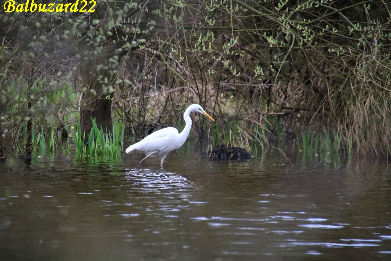 Grande Aigrette la Favière Samedi 16 Mars 2019 (3).JPG