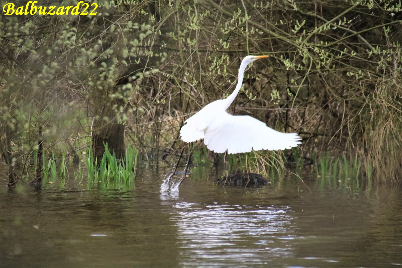 Grande Aigrette la Favière Samedi 16 Mars 2019 (4).JPG