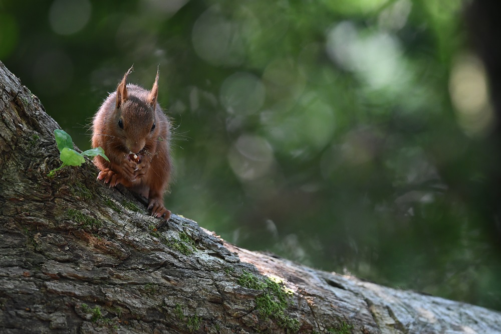 DSC_6570 - Copie.jpg