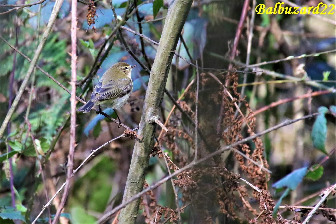 Pouillot véloce la Favière Samedi 16 Mars 2019 (2).JPG