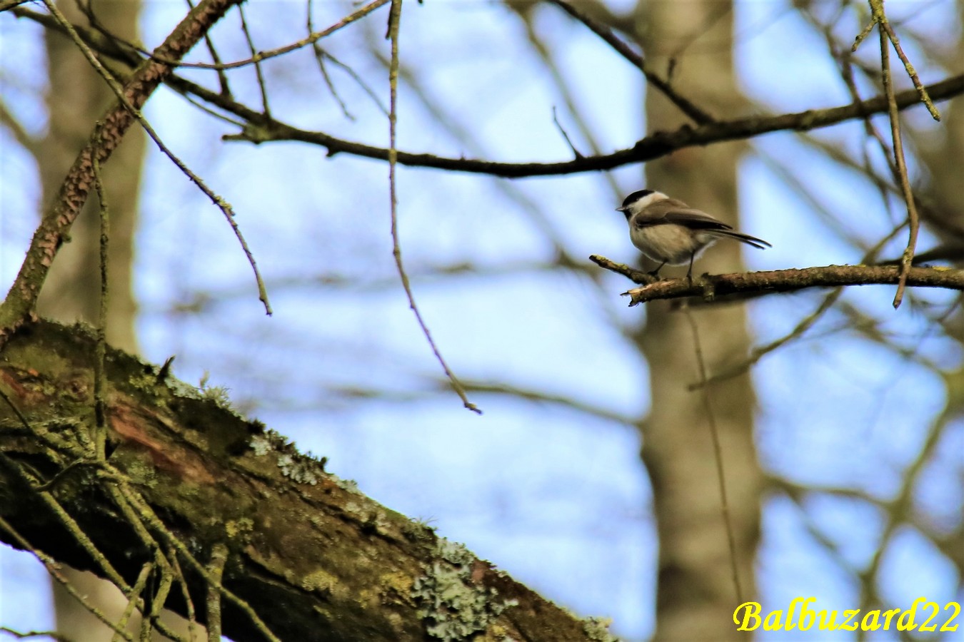 Mésange noire la Favière Samedi 16 Mars 2019.JPG