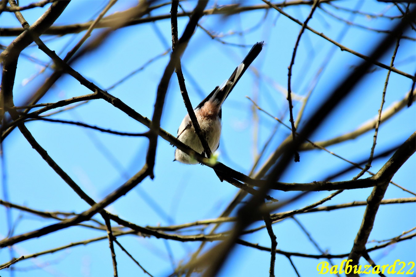 Mésange à longues queues la Favière Samedi 16 Mars 2019 (2).JPG