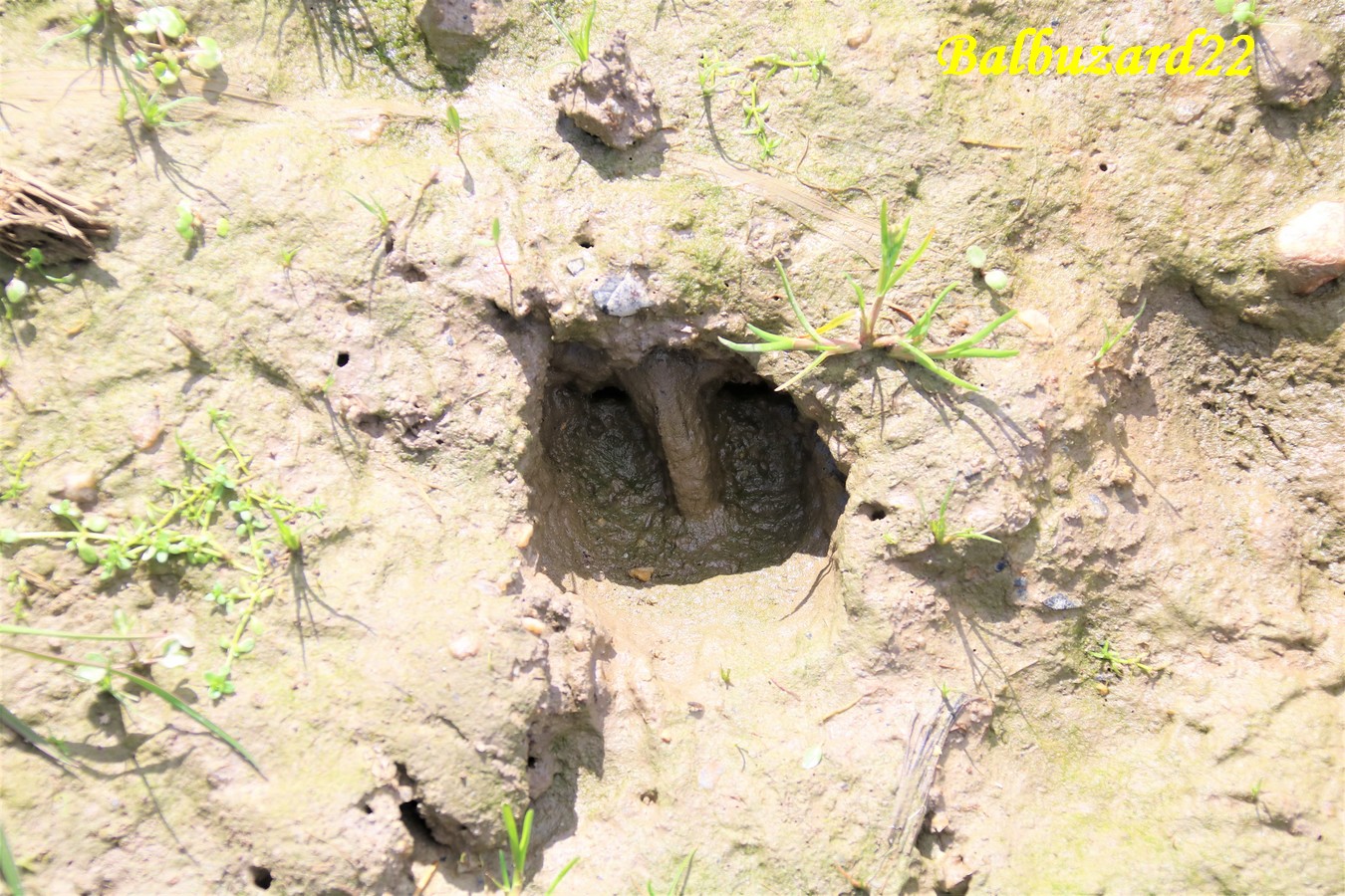 Empreinte Cerf élaphe ou biche la Favière Samedi 16 Mars 2019.JPG