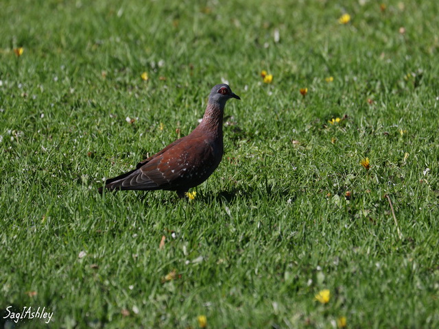 EO9A0606_GF Pigeon roussard.jpg