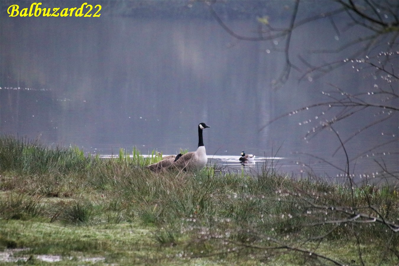 Bernache du Canada.JPG