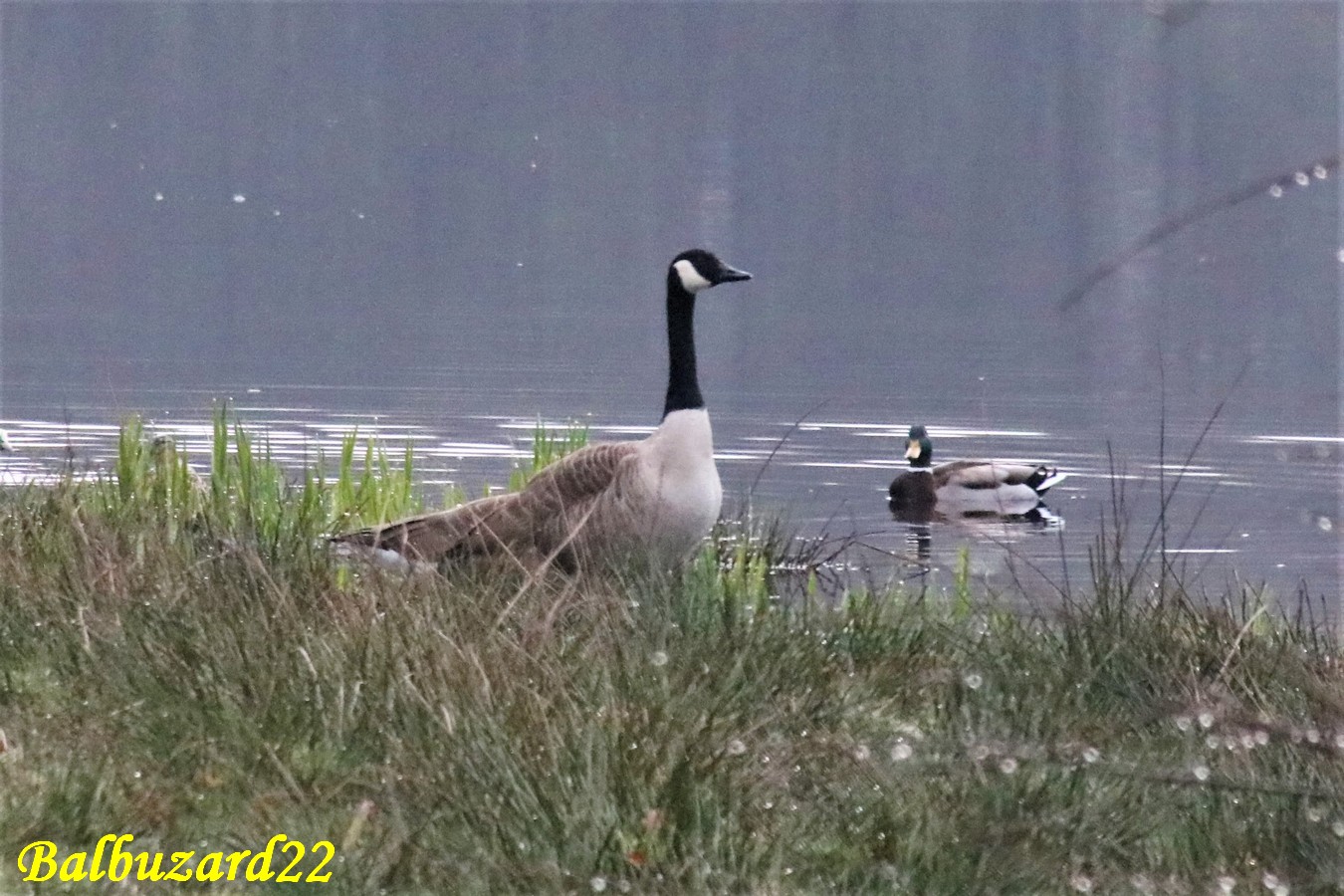 Bernache du Canada (2).JPG