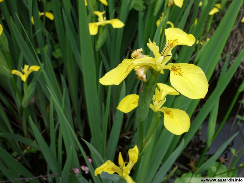iris-pseudacorus.jpg