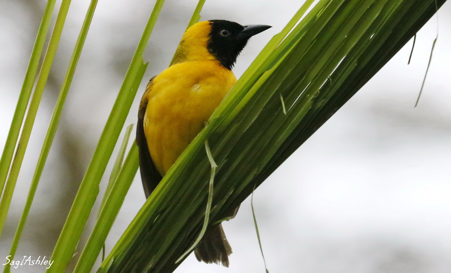 EO9A1082_GF Tisserin gendarme ou serin du Cap.jpg