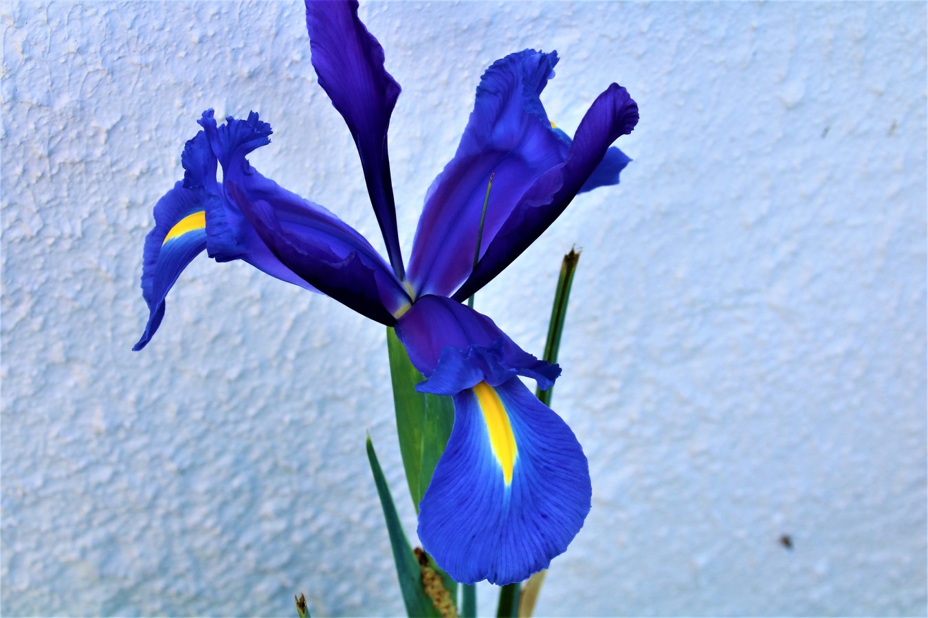 IMG_4725.JPG