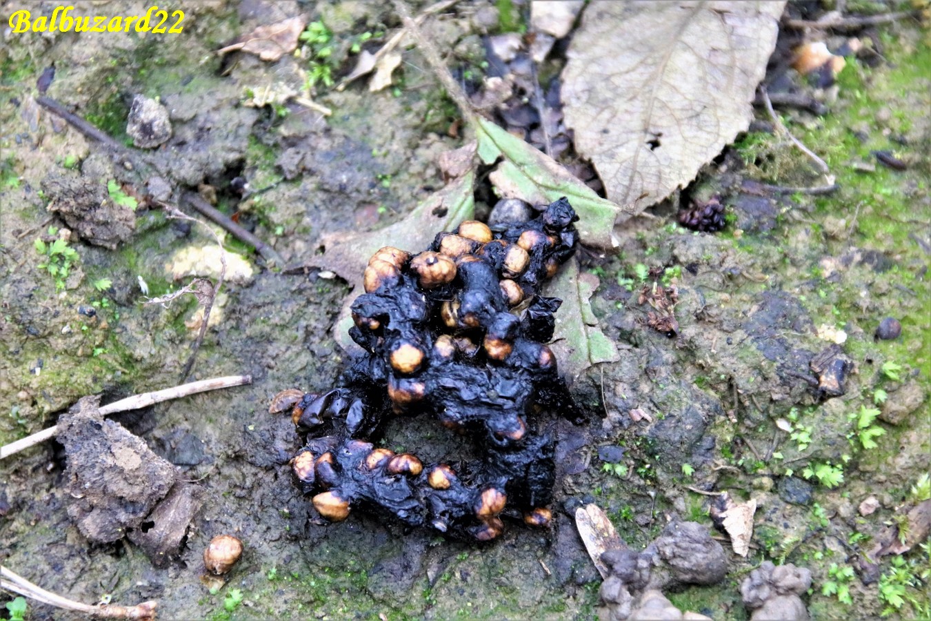 Maissée Martre des Pins sapinière pommeret 25 Mars 2019.JPG