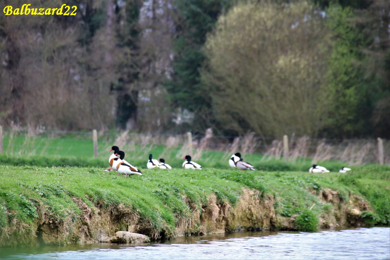Tadornes de belon lagunes  Pommeret 25 Mars 2019.JPG