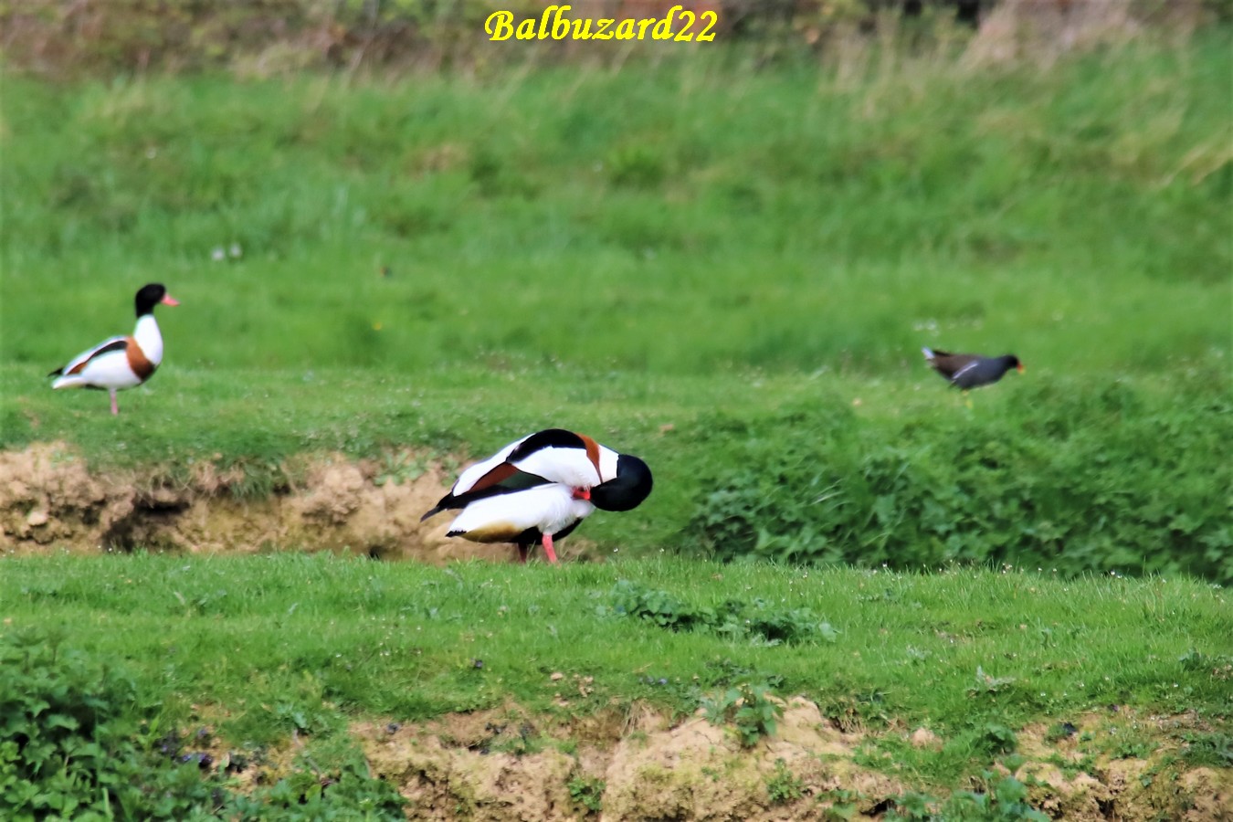 Tadorne de Belon lagunes  Pommeret 25 Mars 2019 (1).JPG